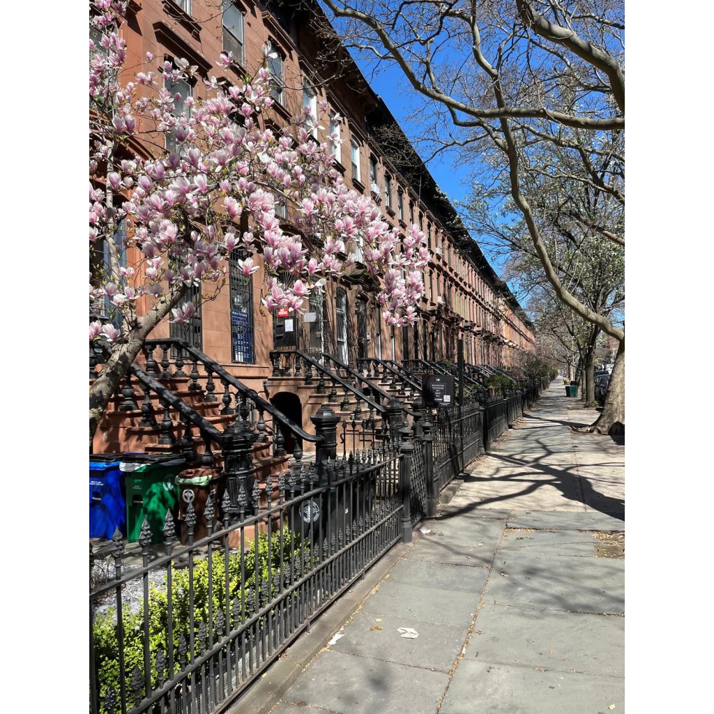 Magnolia trees in Brooklyn